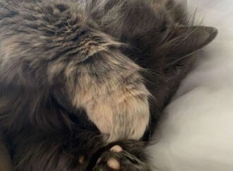 010000000000000000000000600188