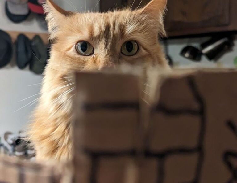 can i get susbluezilla