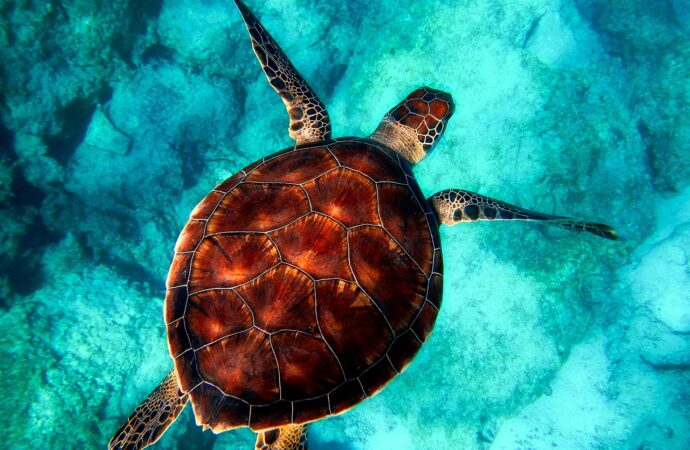 auto batteries are which hazard class