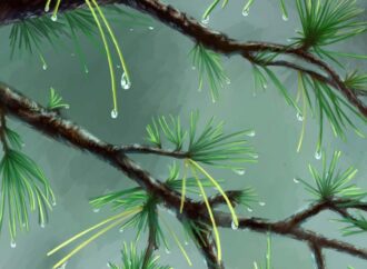 body wash for yeast on skin