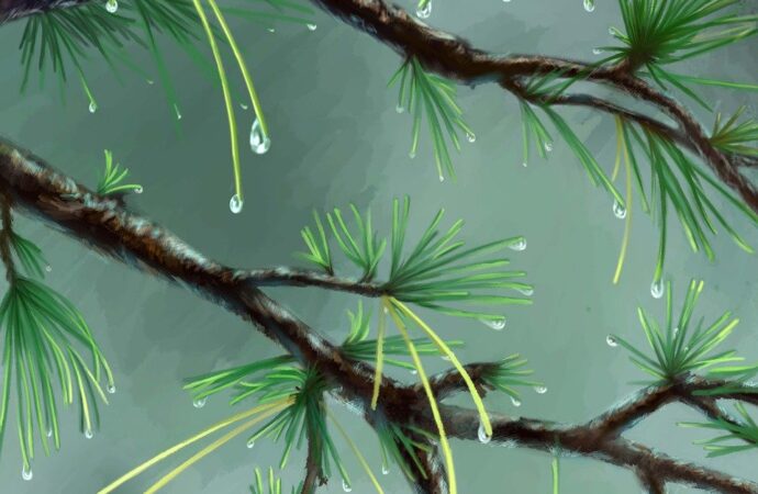 body wash for yeast on skin