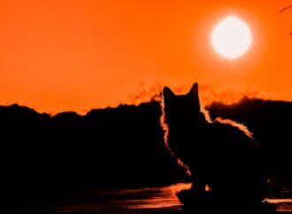 book order for a court of thorns and roses