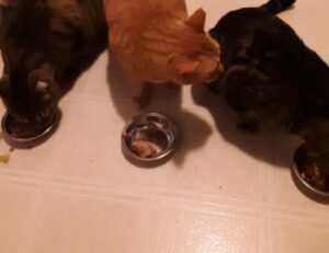 book order of a court of thorns and roses