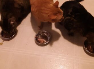 book order of a court of thorns and roses