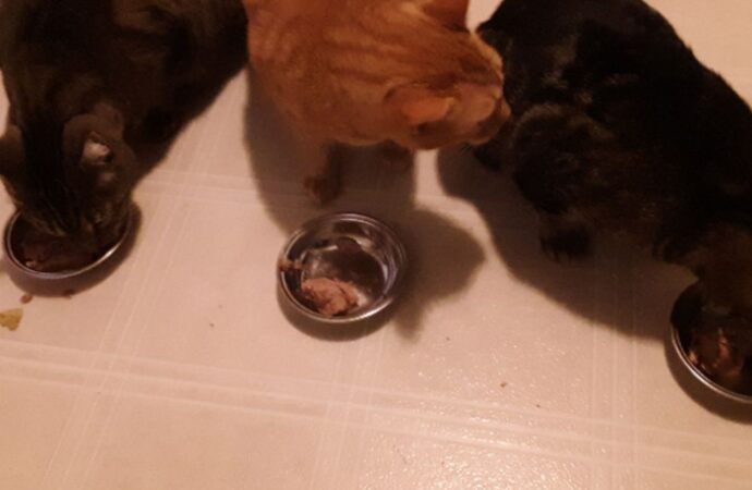 book order of a court of thorns and roses