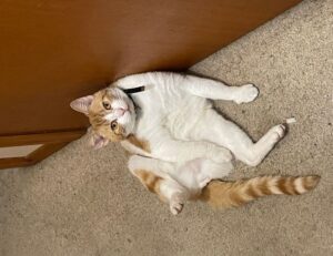 books if you like sarah j maas