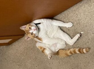 books if you like sarah j maas