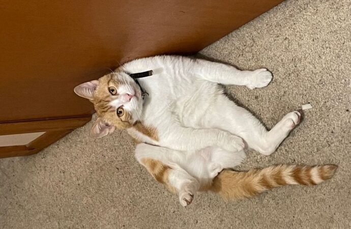 books if you like sarah j maas