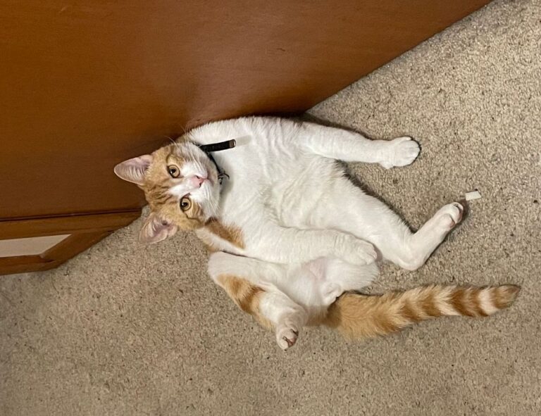 books if you like sarah j maas