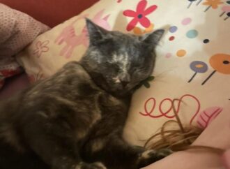 boy haircut long on top short on sides