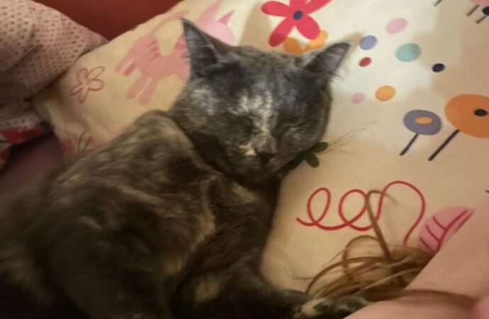 boy haircut long on top short on sides