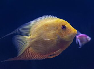 boys hair cut long on top short on sides