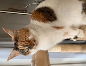 bp gift card balance no pin