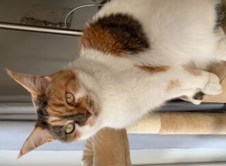 bp gift card balance no pin