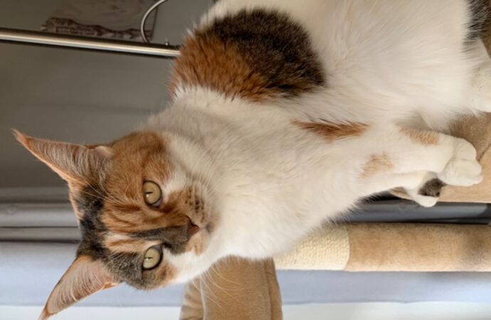 bp gift card balance no pin