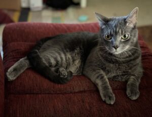 caso cerrado 6 year old twins found