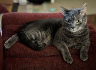 caso cerrado 6 year old twins found