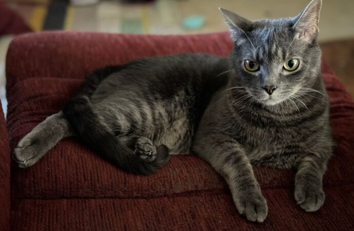 caso cerrado 6 year old twins found