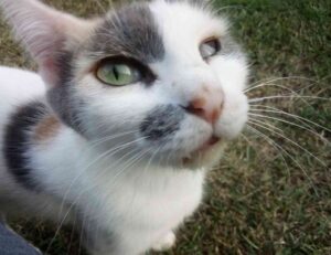 caso cerrado 6 year old twins found in brazil update