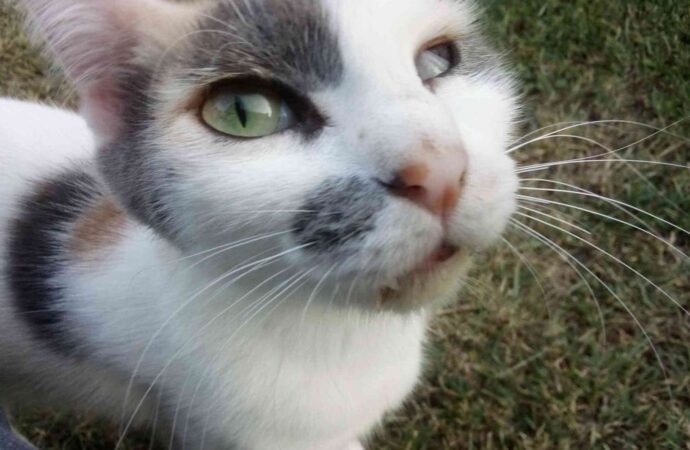 caso cerrado 6 year old twins found in brazil update