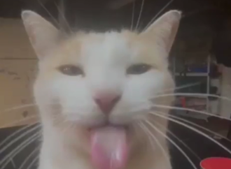 cerave skin renewing cream serum ingredients