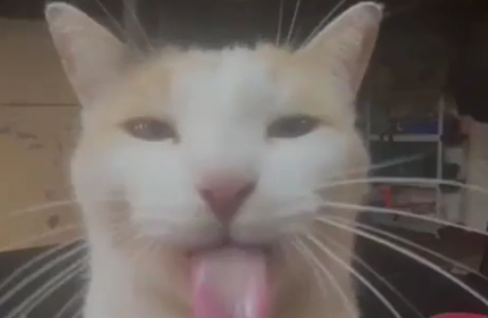 cerave skin renewing cream serum ingredients