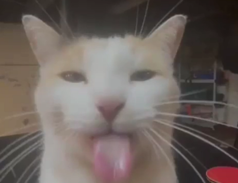 cerave skin renewing cream serum ingredients