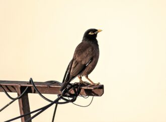 charge for notary at ups store