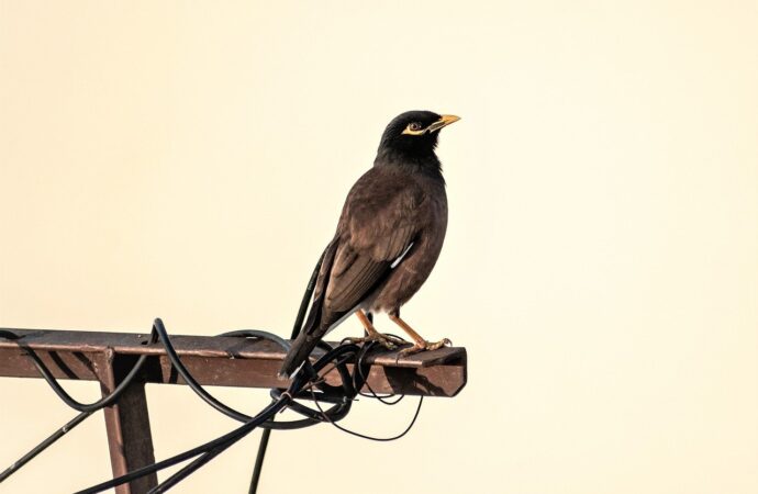 charge for notary at ups store