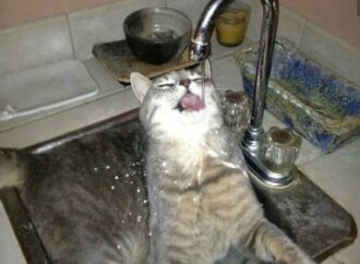 childcare education institute final exam answers