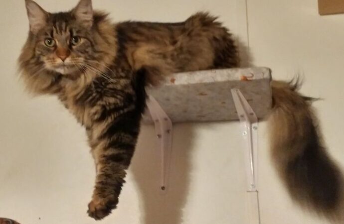 choppy layers low maintenance choppy shaggy shoulder length hair