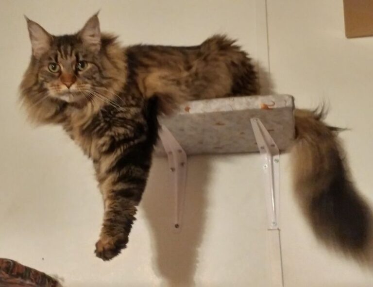 choppy layers low maintenance choppy shaggy shoulder length hair