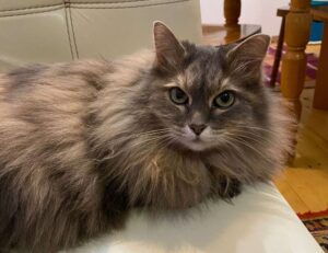 clear liquid comes out of pimple