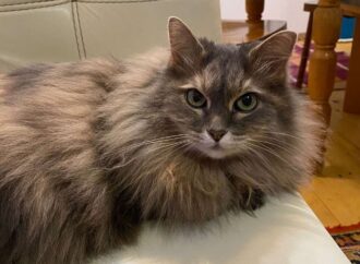 clear liquid comes out of pimple