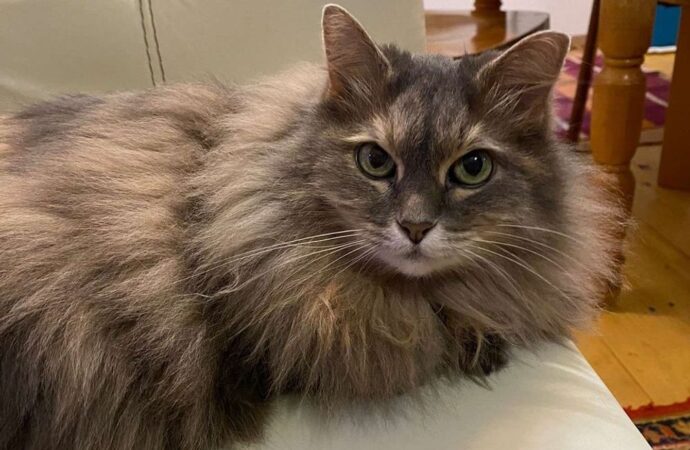 clear liquid comes out of pimple