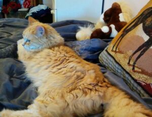 clear liquid coming out of zit