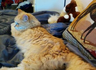 clear liquid coming out of zit