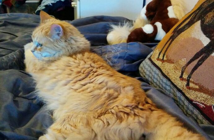 clear liquid coming out of zit