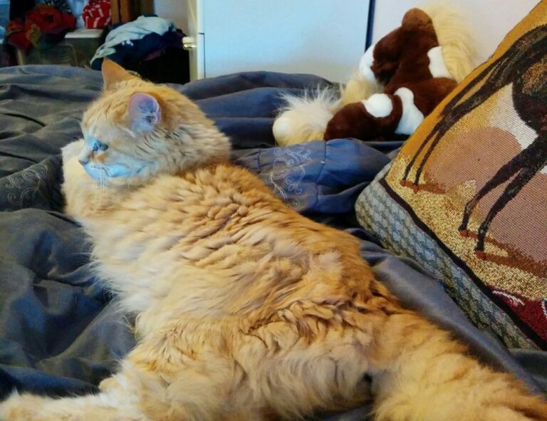 clear liquid coming out of zit