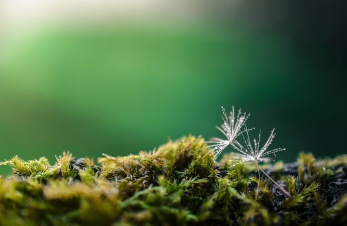 everything apple digitalrgsorg