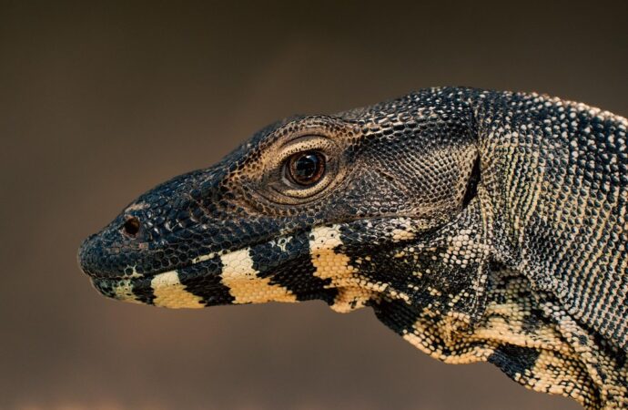 Top Monitors For Movies Jogameplayer